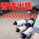 香猪价格 小香猪多 少钱一只 宠物猪活体市场价格