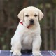 宠物犬 出售血统宠物犬拉布拉多幼犬 活体拉布拉多犬导盲犬 血统纯正
