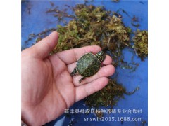 火焰龟苗 红腹火焰龟 深水龟 宠物小活体【重5~8克】