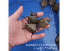 地图龟 观赏龟 地图龟苗 活体小宠物【背甲2~3厘米】