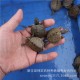 地图龟 观赏龟 地图龟苗 活体小宠物【背甲2~3厘米】