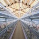 智能畜禽养殖管理系统厂家价格  / 农业物联网 / 河南云飞科技