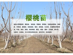 江门樱桃苗木大樱桃苗木批发