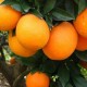 赣南脐橙柑桔、橙、柚