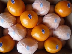 忆仙橙农业出品   正宗赣南脐橙10斤装