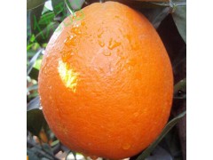 10斤装橙子批发预售赣南脐橙现摘现发农家新鲜甜橙精品水果