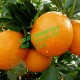 赣南脐橙批发 新鲜现摘橙子橙子 冬季热销国产水果 火热预定