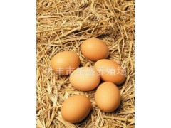 农村散养土鸡禽蛋 有机鸡蛋土鸡蛋