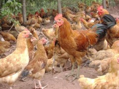 山中鲜土鸡蛋|土鸡养殖：怎么选择土鸡蛋哪些土鸡蛋不能吃 土鸡