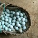众鑫工业生态散养绿壳土鸡蛋 湖北农家正宗土鸡蛋 无公害柴鸡蛋批发