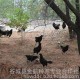 湖北艾奇易农业大量供应 黑山鸡,养殖技术(图),今日黑山鸡蛋价格 鸡苗 江汉土鸡