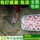 众鑫供应生态散养土鸡蛋 湖北农家正宗土鸡蛋 无公害柴鸡蛋批发