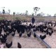 禽业 乌骨鸡鸡苗 品质保障 黑羽土鸡 土鸡蛋 散养乌骨鸡 黑凤鸡 土鸡厂家