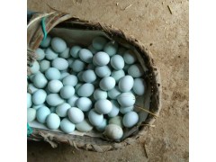 众鑫工业生态散养绿壳土鸡蛋 湖北农家正宗土鸡蛋 无公害柴鸡蛋批发
