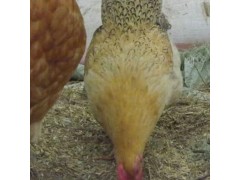土鸡苗找众鑫|专业鸡苗厂家|土鸡苗|土鸡蛋|鸡苗|土鸡\绿壳蛋鸡苗|种蛋|草鸡蛋|红羽土公鸡