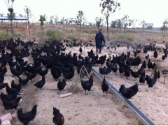 禽业 乌骨鸡鸡苗 品质保障 黑羽土鸡 土鸡蛋 散养乌骨鸡 黑凤鸡 土鸡厂家