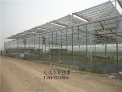 供应通达农业556简易大棚蔬菜大棚工程建设规划