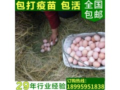 众鑫供应生态散养土鸡蛋 湖北农家正宗土鸡蛋 无公害柴鸡蛋批发