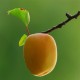 山东优质杏树苗 杏树苗种植方法 杏树苗采摘园规划 泰安润森农业 规格齐全