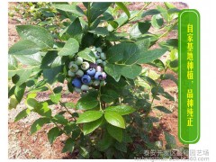 自贡蓝莓苗出售蓝莓苗 盆栽