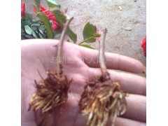 供应云南玫瑰苗、玫瑰苗玫瑰盆花，玫瑰盆栽苗 盆栽