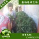 2017草莓苗价格  佐贺清香草莓苗的价格  可盆栽