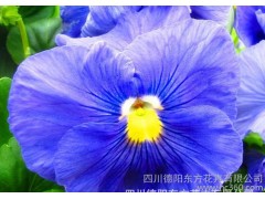 盆栽植物花卉 三色堇彩蝶系列 纯蓝色 盆栽花卉 室内外盆栽花