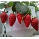 山东优质盆栽草莓苗 盆栽草莓苗价格 盆栽草莓苗 四季草莓苗 欢迎选购
