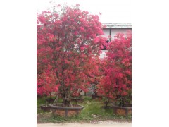 四季红花三角梅盆景，盆栽