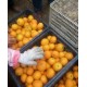 基地直销大量新鲜水果柑橘爱媛38号红美人水果橘子四川