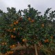 鲁鲜生批发 赣南脐橙江西特产新鲜水果原生态橙子 10斤装 面议