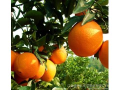 【预售】江西特产原生态种植脐橙 新鲜水果赣南脐橙10斤孕妇水
