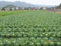 济南冬季九成蔬菜价格一路猛涨