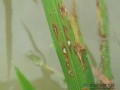 抗击水稻癌症获新进展 2大基因技术起作用