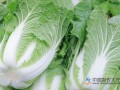 雾霾天气使北京蔬菜价格上涨明显