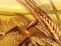 小麦潜在供给趋增 2017年价格有望回稳