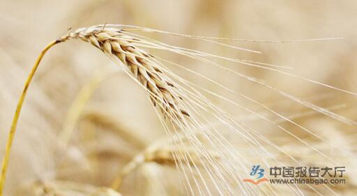预计小麦价格短期内难回落