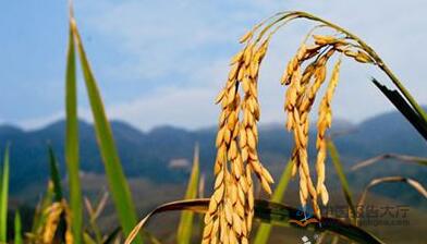 绿色生态食材走出深山 供不应求