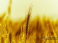 小麦市场基本面形势利空 预测全球小麦价格会持续17个月下跌