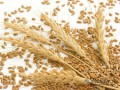 小麦最低收购价政策出台 晴好天气利于小麦播种