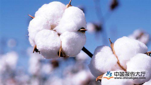 国内棉花产量停滞不前 市场供应有增无减