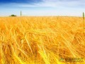 小麦价格上涨成必然趋势 进口优质小麦弥补国内供给缺口