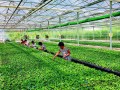 甘肃安定区大力发展蔬菜产业：不断取得新进展