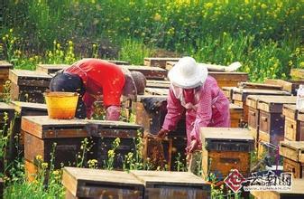 蜜蜂正急剧减少 养蜂业急需完善有偿授粉机制