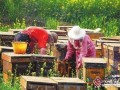 蜜蜂正急剧减少 养蜂业急需完善有偿授粉机制