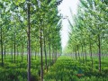 2020年全国林业总产值力争达到9万亿元