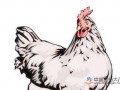 预计后期鸡产品价格呈上行趋势