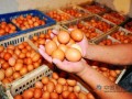 鸡蛋现货价格持续下跌 未来鸡蛋价格弱势运行