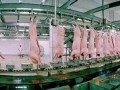H7N9禽流感再引消费者恐慌 引进畜禽屠宰设备预防禽流感病毒传播