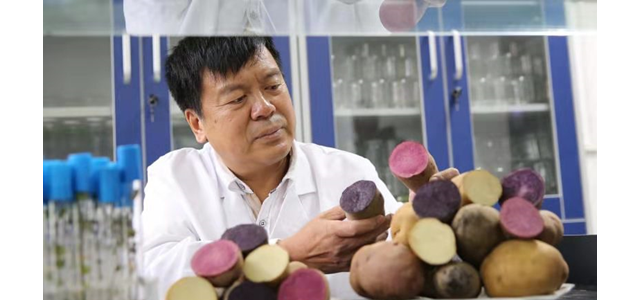 西农大3个彩色马铃薯新品种首获国家认证